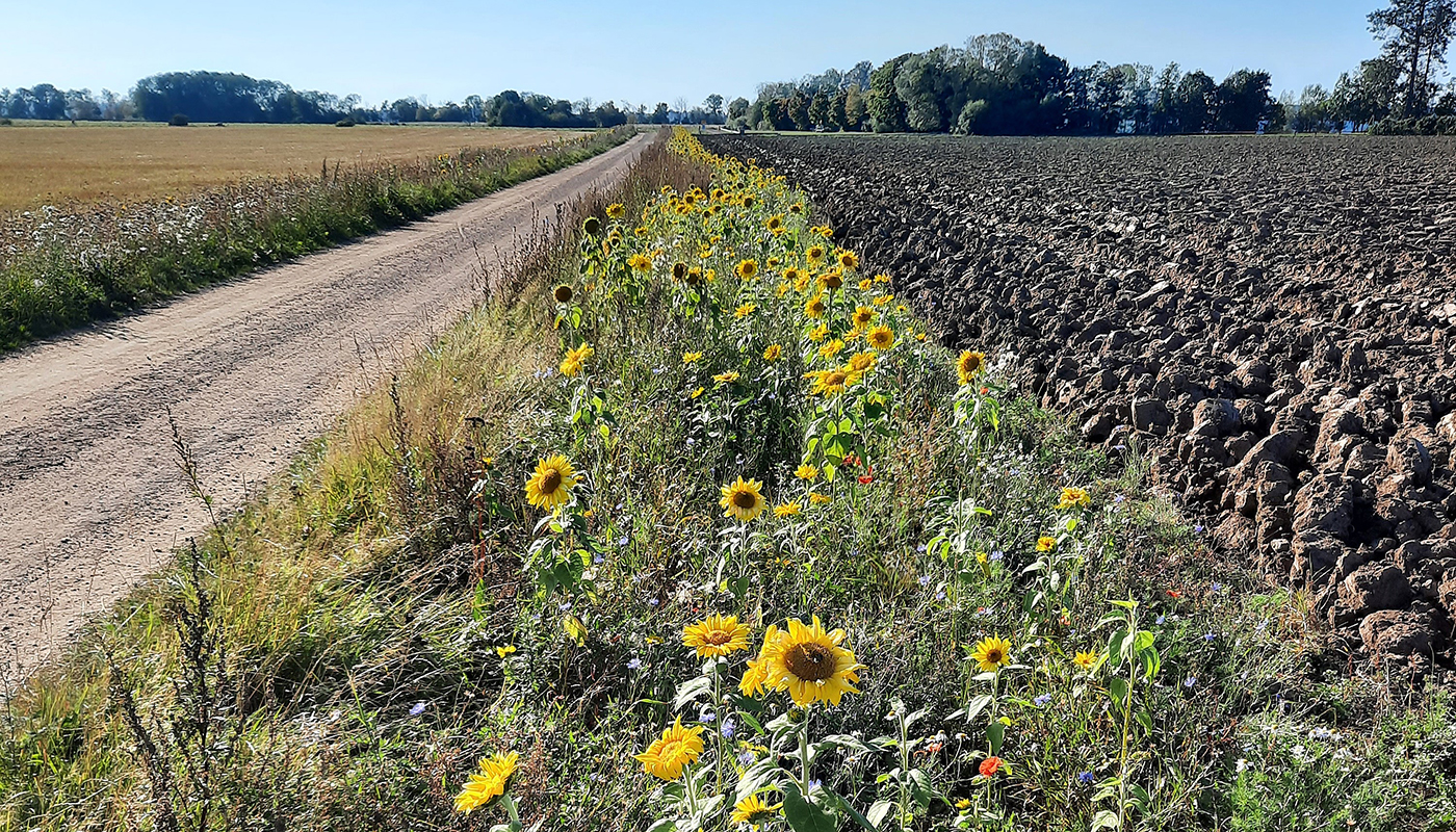 Blomremsa med solrosor längs väg 