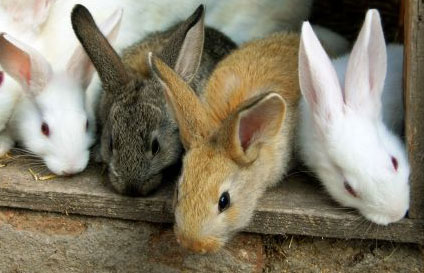 Bringing rabbits into Sweden - Jordbruksverket.se