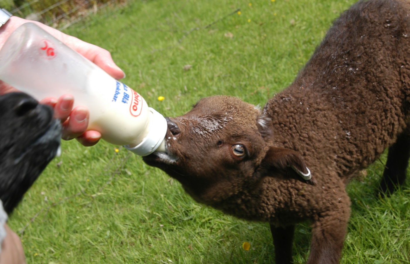 Ett brunt lamm med mjölk på nosen blir flaskmatad.