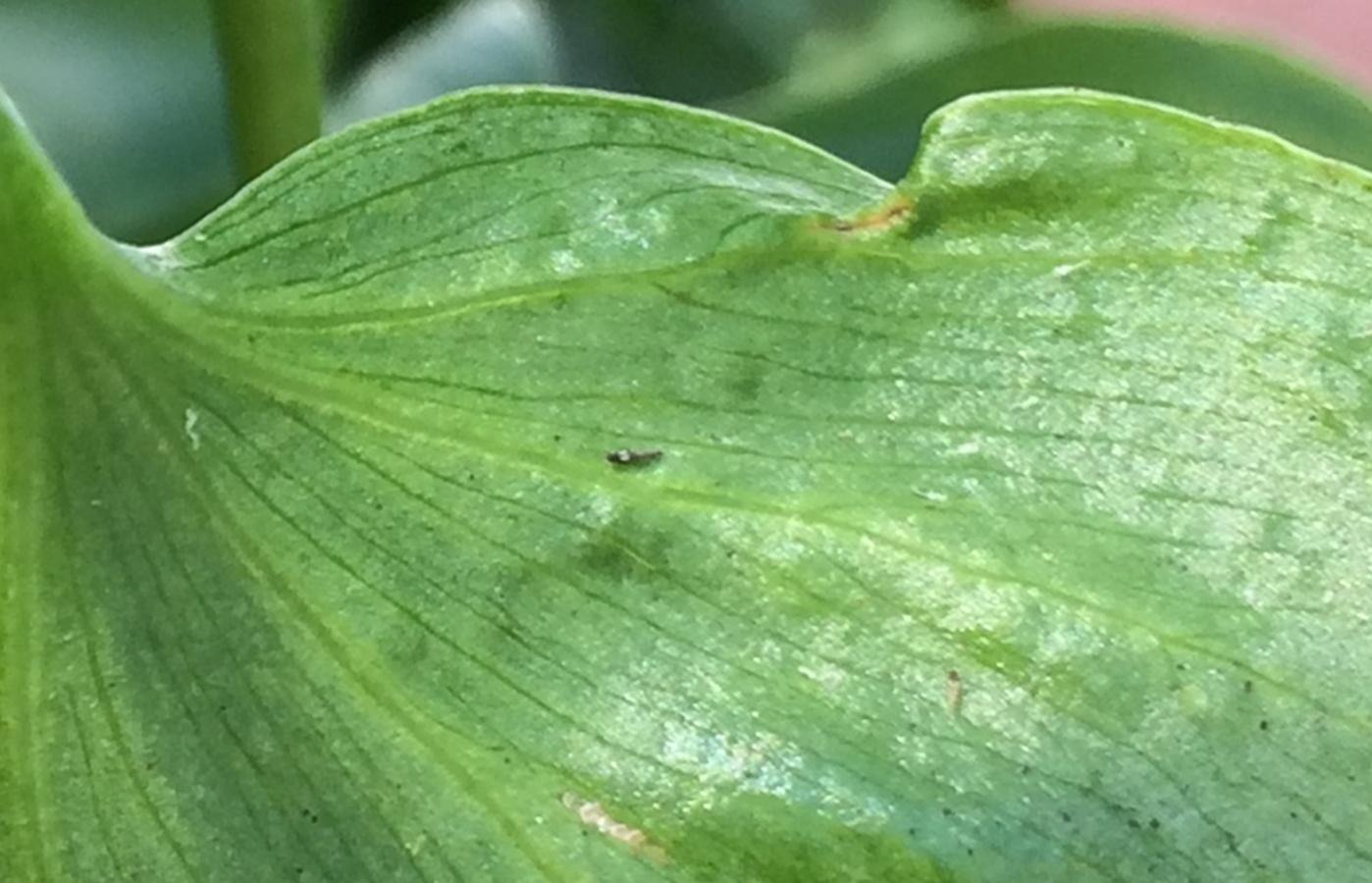 Echinothrips på filodendron.