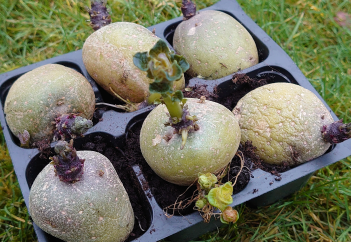 Potatoes sprouting in a plastic container