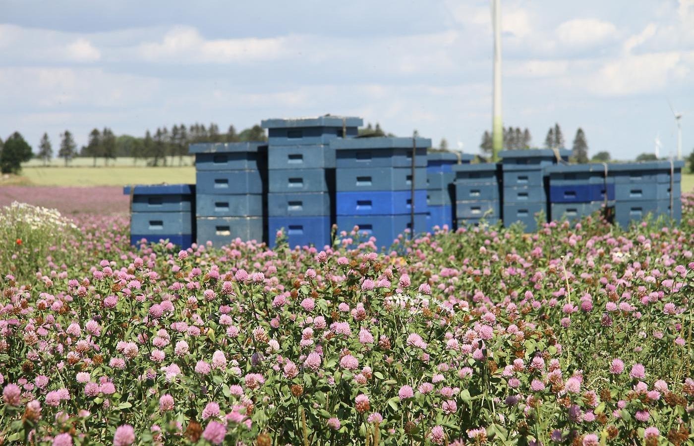 Bisamhällen vid ett fält med rödklöver.