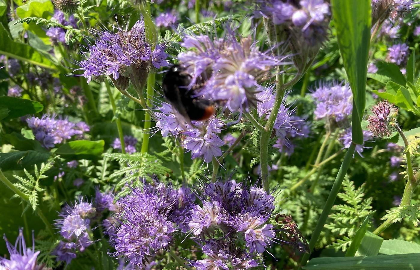 Blå blommor med en humla som äter.