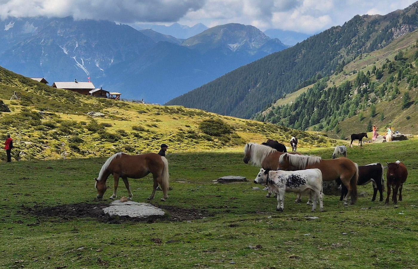 Djur på alpbete. Bland annat nötkreatur av rasen pustertaler sprinzen och hästar av rasen haflinger.