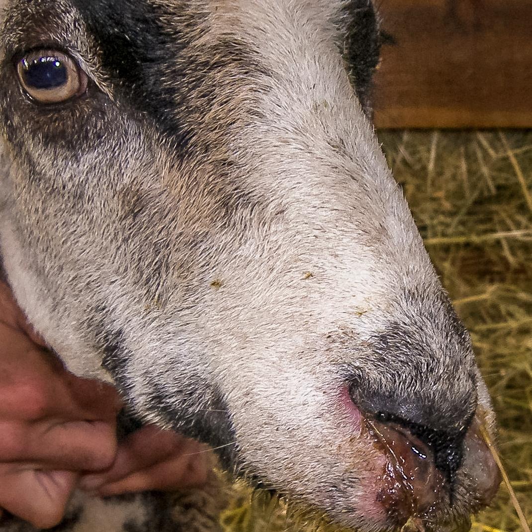 Ett får som smittats av blåtunga.