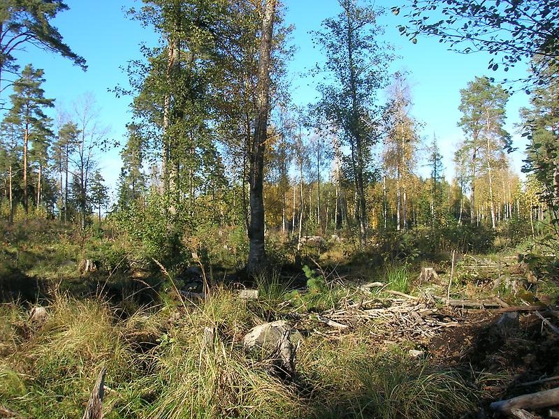 Skogsmark, ojämn med grästuvor, stenar och stubbar.