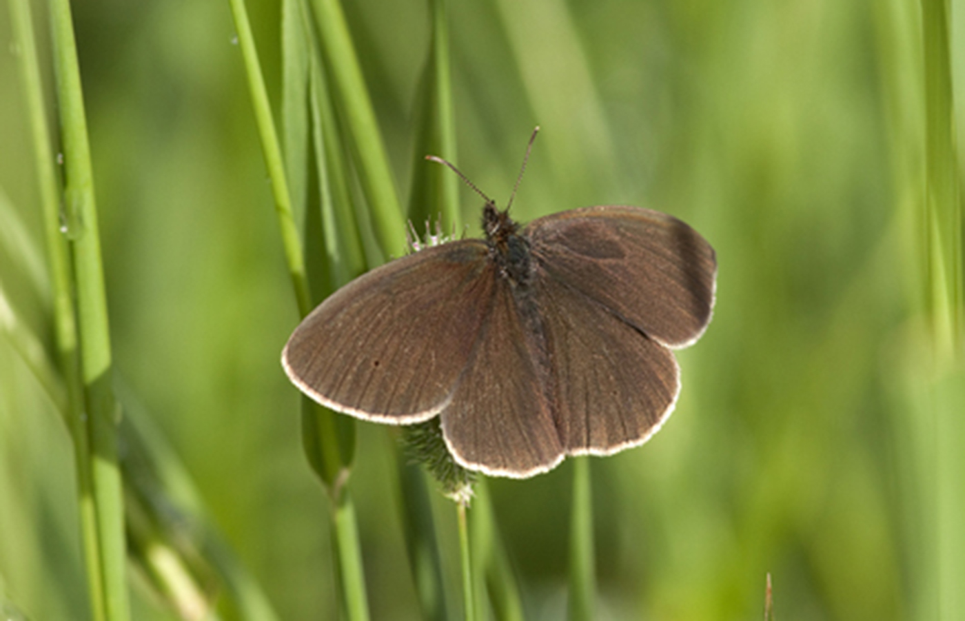 En brunaktig fjäril med vita kanter sitter på ett grässtrå mot en intensivt grön bakgrund. 