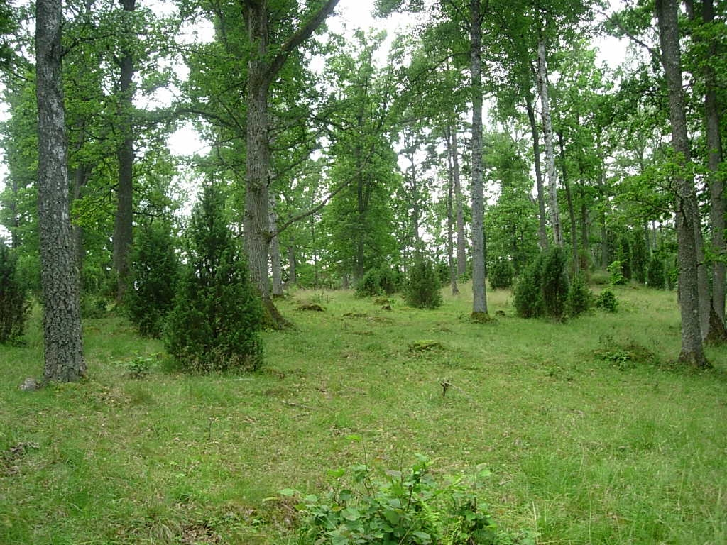 En skogsbacke med träd, buskar och jämnt gräs.