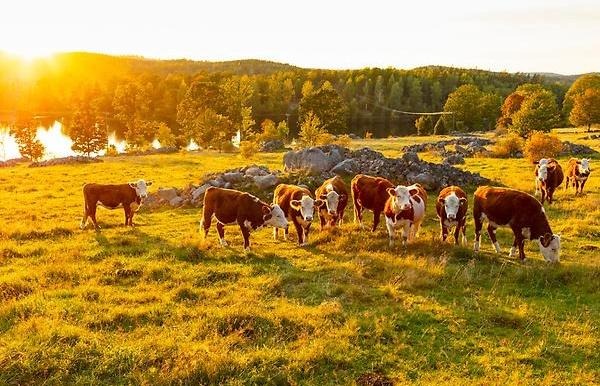 Betande kor i höstsol.