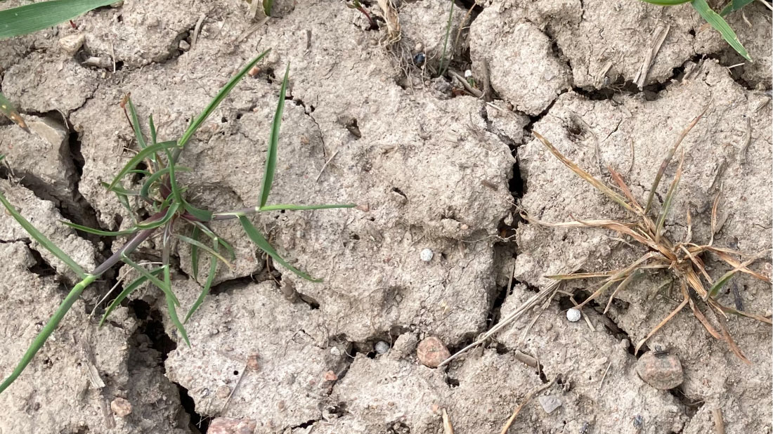 Två plantor av renkavle där den vänstra uppvisar resistens