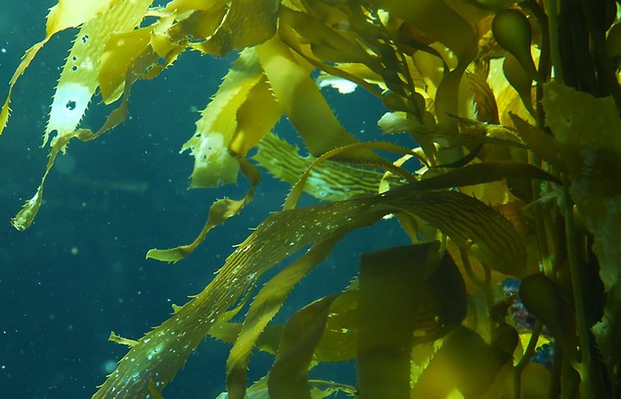 Kelp