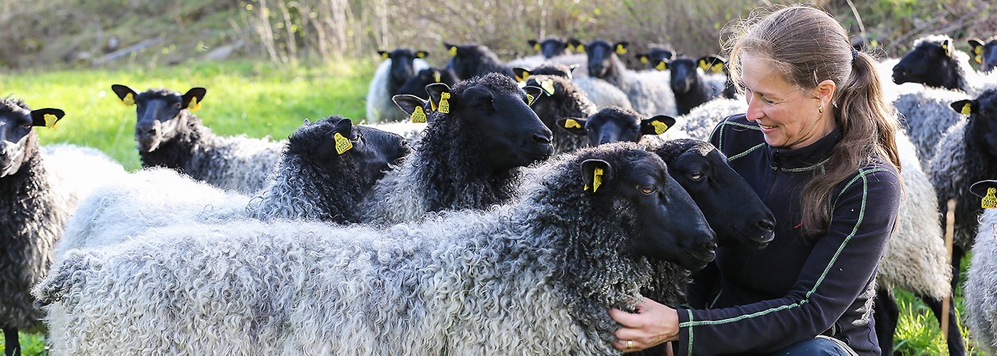 Får på bete tillsammans med djurskötaren