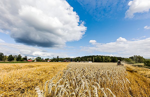 Fält med spannmål