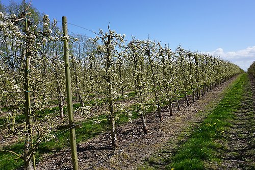 En äppelodling med blommande träd