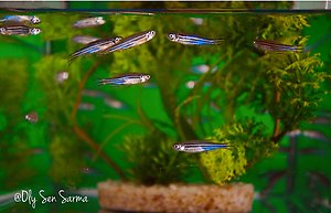 Zebrafish in a tank with green plants.