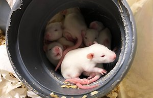 Vita råttungar ligger nära varandra inne i ett plaströr bland strö.