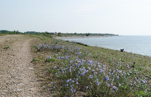 Linblommor vid vägkanten.