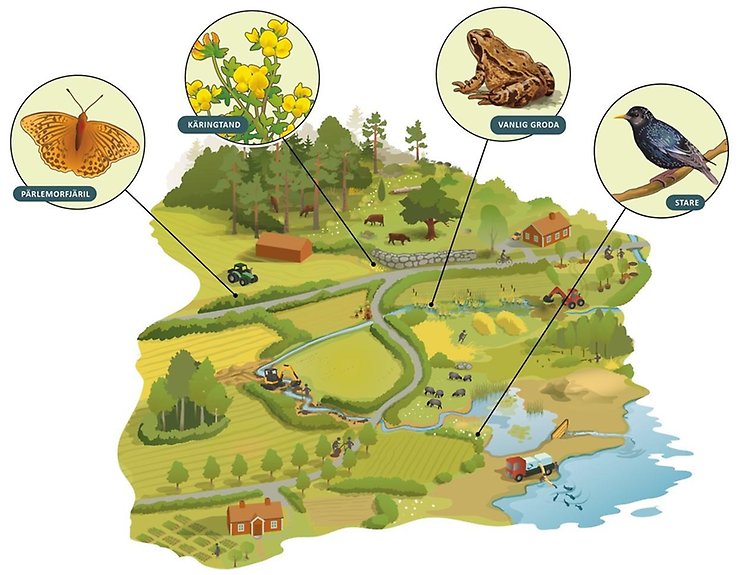 Illustration över ett jordbrukslandskap med åkrar, bäckar, diken, sjöar åkerholmar, stenmurar, hus och djur.