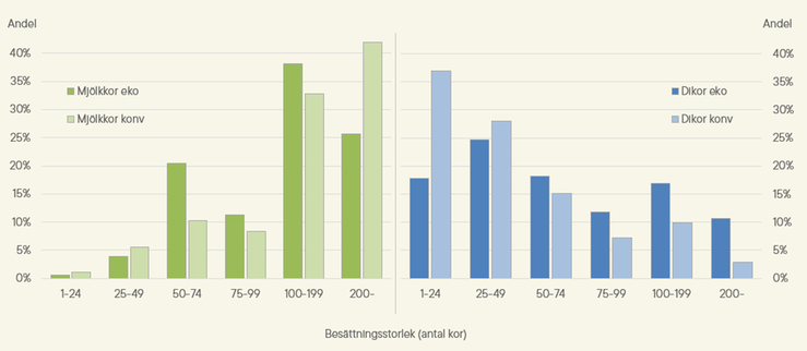 Figur C. Andel ekologiska och konventionella mjölkkor samt kor för uppfödning av kalvar i olika besättningsstorlekar 2025. Mjölkkor till vänster och kor för uppfödning av kalvar till höger i figuren. Kor för uppfödning av kalvar benämns "Dikor" i figuren.