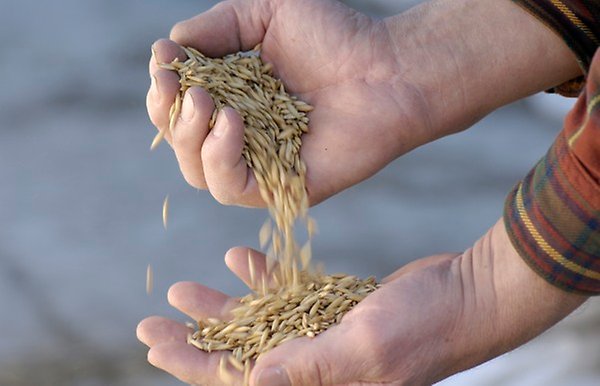 En hand som häller över spannmålskärnor i en annan hand.