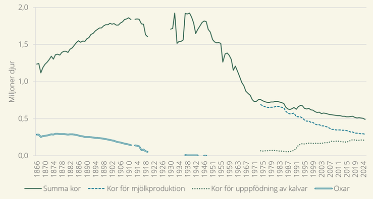 Bilden visar att antalet kor minskat de senaste 50 åren samt att oxarna var vanliga i slutet av 1800-talet men försvann på 1920-talet