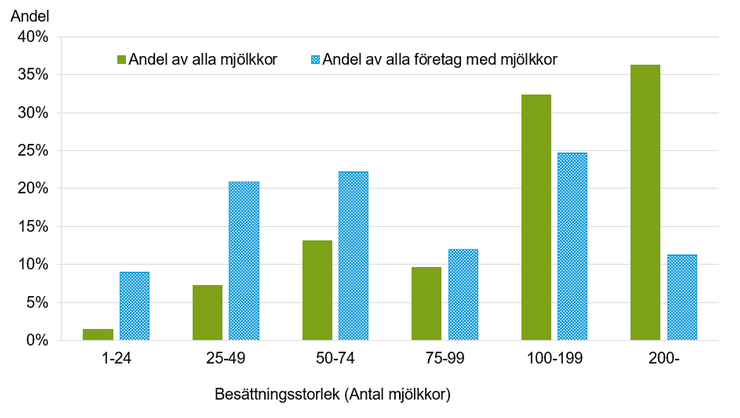 Figur A. Andel kor för mjölkproduktion och företag med kor för mjölkproduktion efter besättningsstorlek 2022