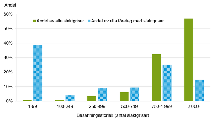 Figur D. Andel slaktgrisar och företag med slaktgrisar efter besättningsstorlek 2022