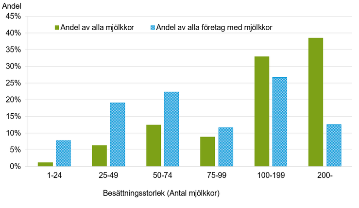 Figur A. Andel kor för mjölkproduktion och antalet företag med kor för mjölkproduktion efter besättningsstorlek 2024