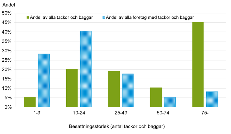 Figur B. Andel tackor och baggar samt företag med tackor och baggar efter besättningsstorlek 2024