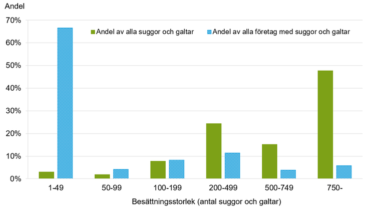 Figur C. Andel avelsgrisar och företag med avelsgrisar efter besättningsstorlek 2024