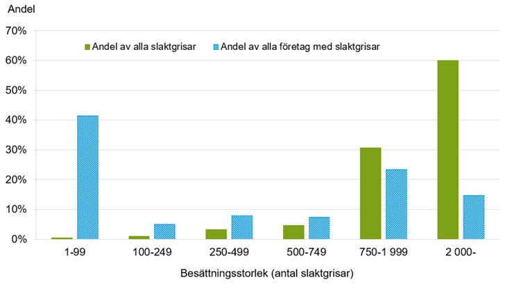 Figur D. Andel slaktgrisar och företag med slaktgrisar efter besättningsstorlek 2024