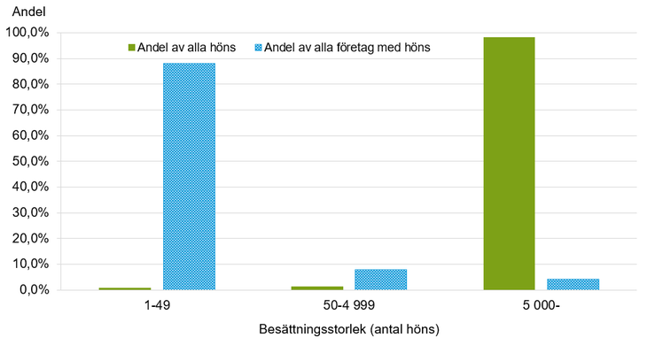 Figur E. Andel höns och företag med höns efter besättningsstorlek 2024