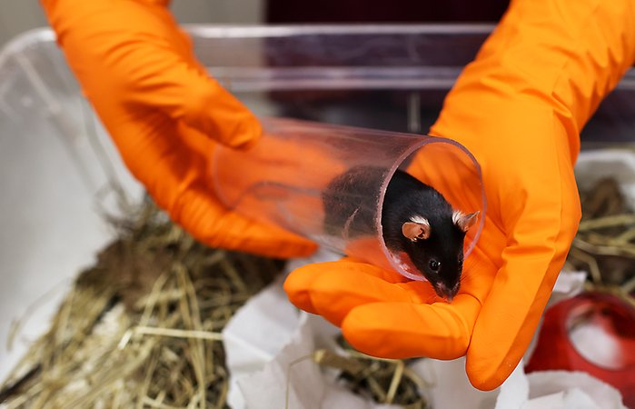 En svart mus lyfts upp av en djurtekniker med hjälp av en genomskinlig tunnel i plast