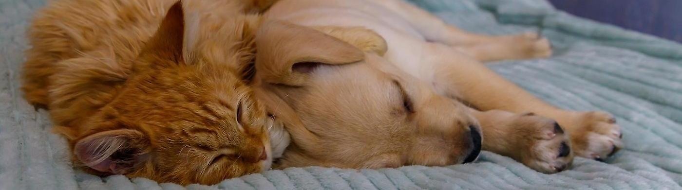 En hund och en katt som ligger intill varandra.