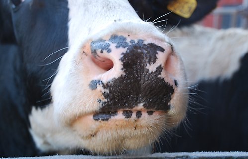 Närbild på en komule