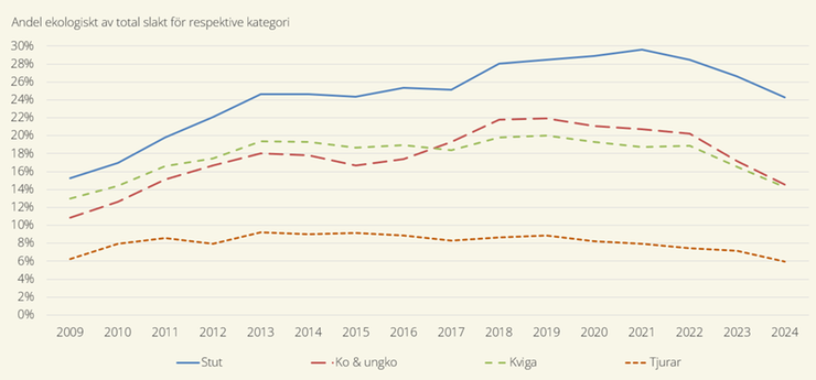 Figur D. Andel ekologiskt hållna slaktade djur av totalt antal slaktade djur per kategori 2009–2024. Tjurar inkluderar alla tjurar, oavsett ålder.