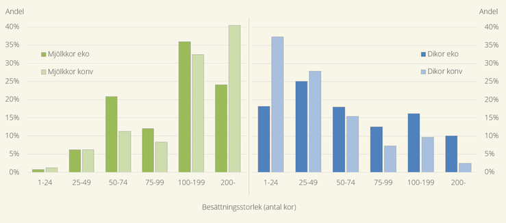 Figur C. Andel ekologiska och konventionella mjölkkor samt kor för uppfödning av kalvar i olika besättningsstorlekar 2024. Mjölkkor till vänster och kor för uppfödning av kalvar till höger i figuren. Kor för uppfödning av kalvar benämns "Dikor" i figuren.