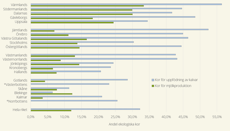 Figur E. Länsvis andel av det totala antalet kor för mjölkproduktion och kor för uppfödning av kalvar som var ekologiskt omställda 2024. * Av sekretesskäl redovisar vi inte andelen kor för mjölkproduktion i Norrbottens och Västerbottens län. Sorterat som i figur D, från högsta till lägsta andel nötkreatur i respektive län.