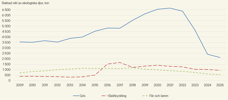 Figur E. Slakt av ekologiskt hållna grisar, får och lamm samt slaktkycklingar 2009–2025, ton
