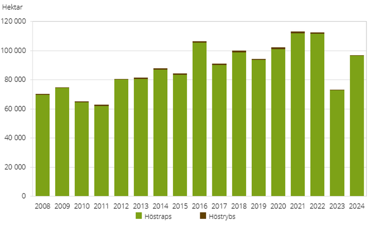 Figur B. Höstsådda arealer av oljeväxter 2008–2024