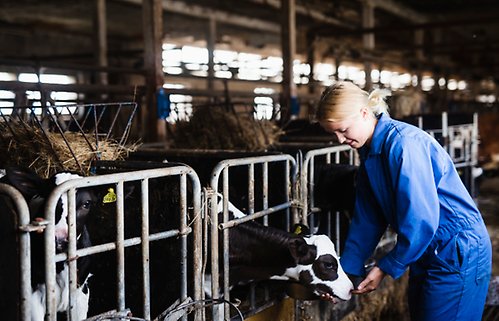 En kvinna i blå overall står vid ett galler. En svart och vit kalv sträcker ut sitt huvud mot hennes hand.