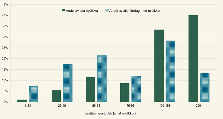 Figur A. Andel kor för mjölkproduktion och antalet företag med kor för mjölkproduktion efter besättningsstorlek 2025