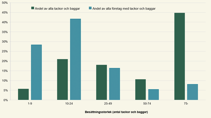 Figur B. Andel tackor och baggar samt företag med tackor och baggar efter besättningsstorlek 2025