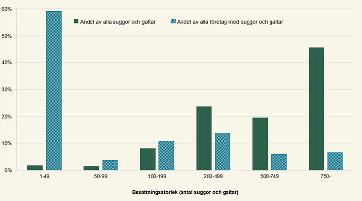 Figur C. Andel avelsgrisar och företag med avelsgrisar efter besättningsstorlek 2025