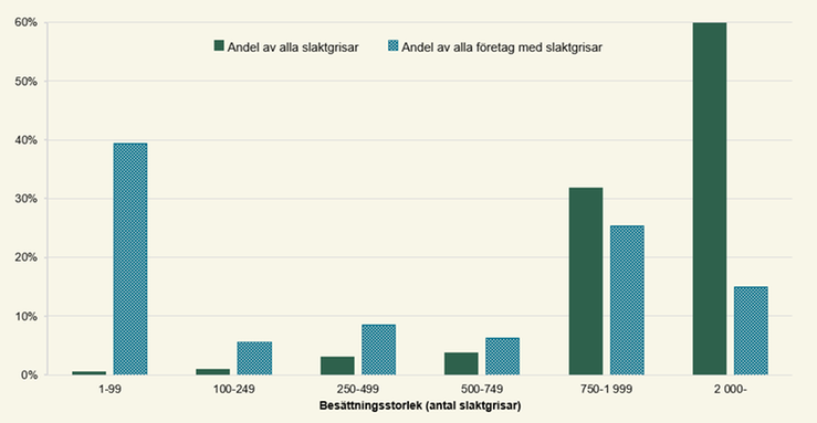 Figur D. Andel slaktgrisar och företag med slaktgrisar efter besättningsstorlek 2025