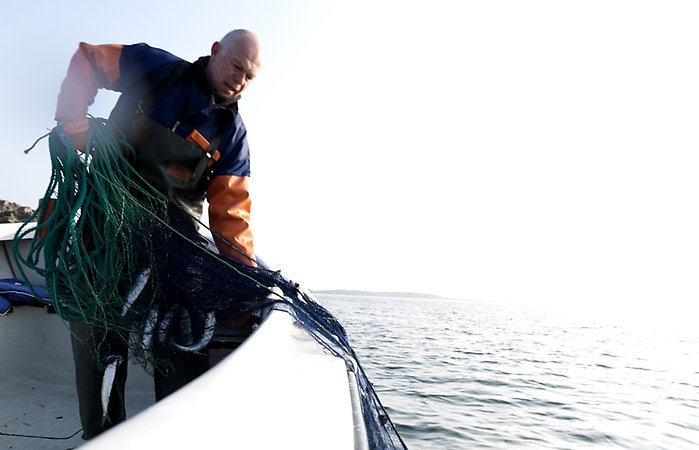 En man i en båt drar upp ett nät med sill.