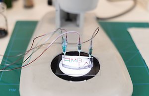 Ett organ-på-chip, det vill säga ett chip med kanaler fästa i sig. Chippet ligger på en upplyst yta i ett mikroskop.