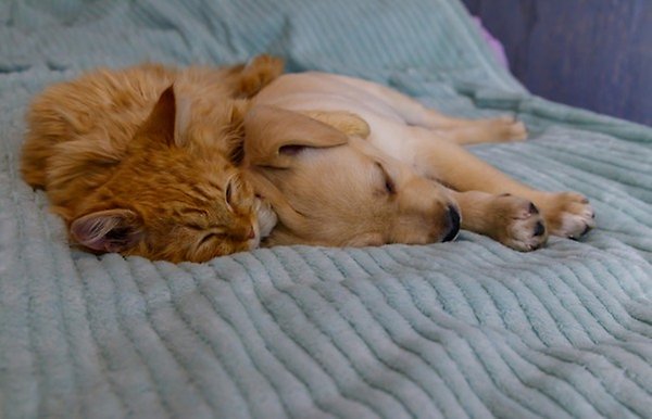 Liten labrador retrievervalp och kattunge på en säng.