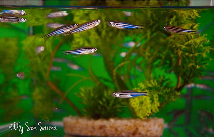 Zebrafish in a tank with green plants.
