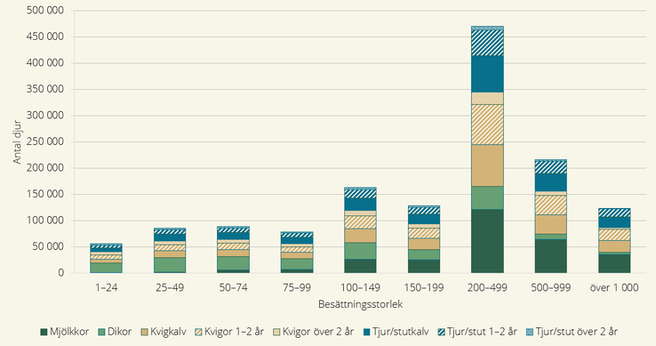 Antal nötkreatur och besättningssammansättning efter besättningsstorlek, samtliga produktionsinriktningar i juni år 2024, majoriteten av djuren finns inom besättningsstorleken 200-499 djur.